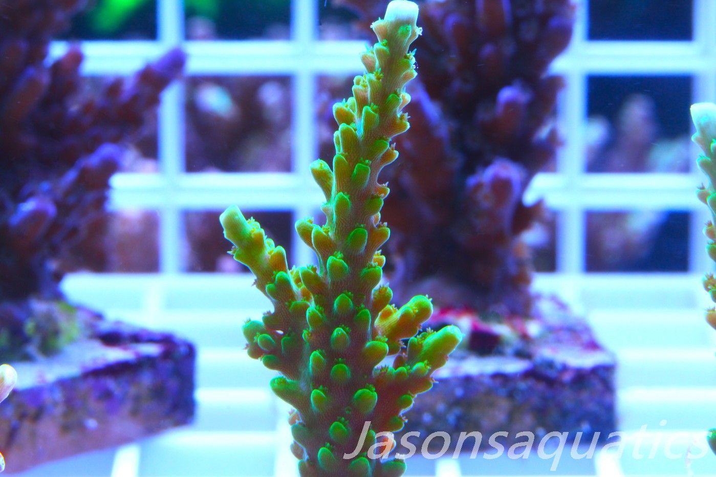 Acropora Lime In the Sky Frag D