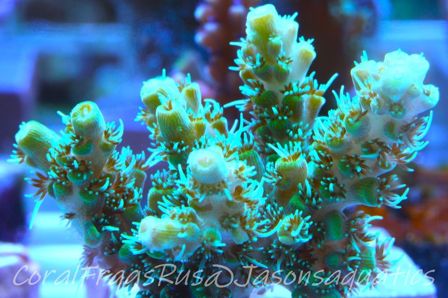Acropora Microclados Morph Frag B