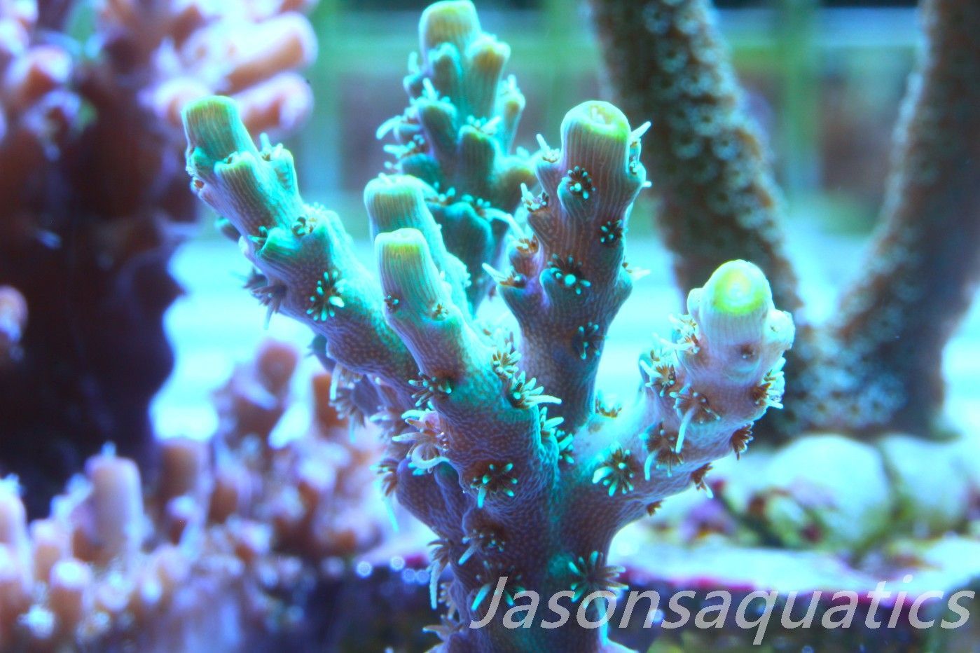Acropora Microclados Morph Frag B