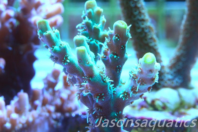 Acropora Microclados Morph Frag B