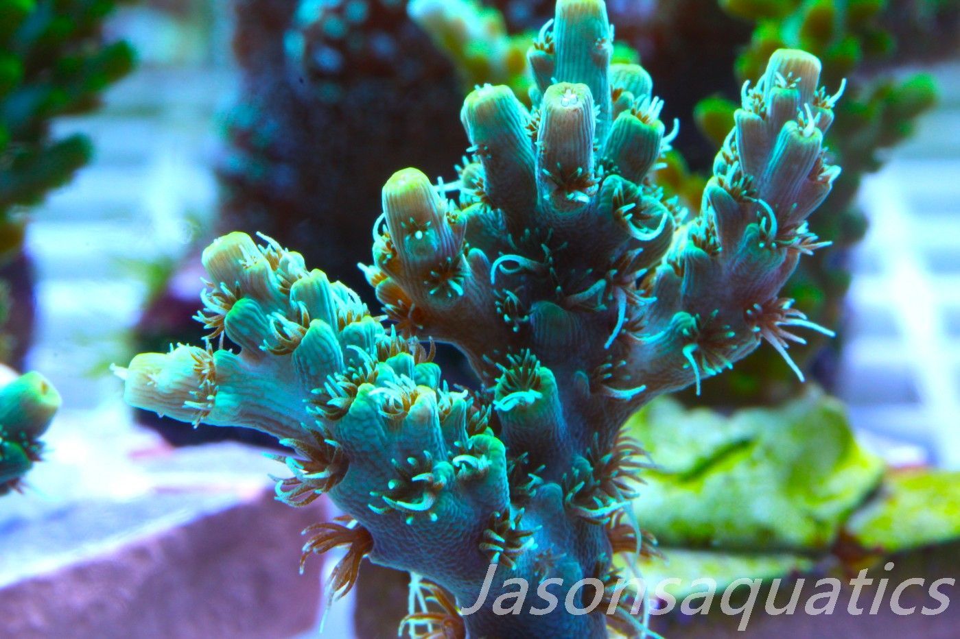 Acropora Microclados Morph Frag B Acropora Microclados Morph Frag B