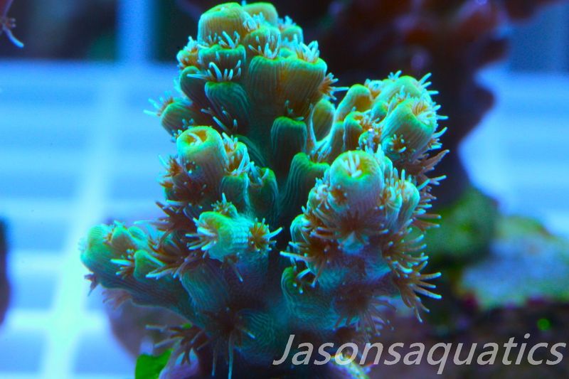 Acropora Microclados Morph Frag B