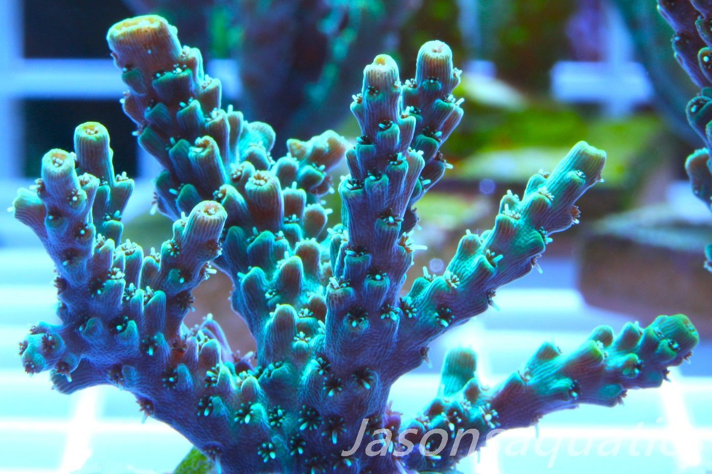 Acropora Microclados Morph Frag B Acropora Microclados Morph Frag B