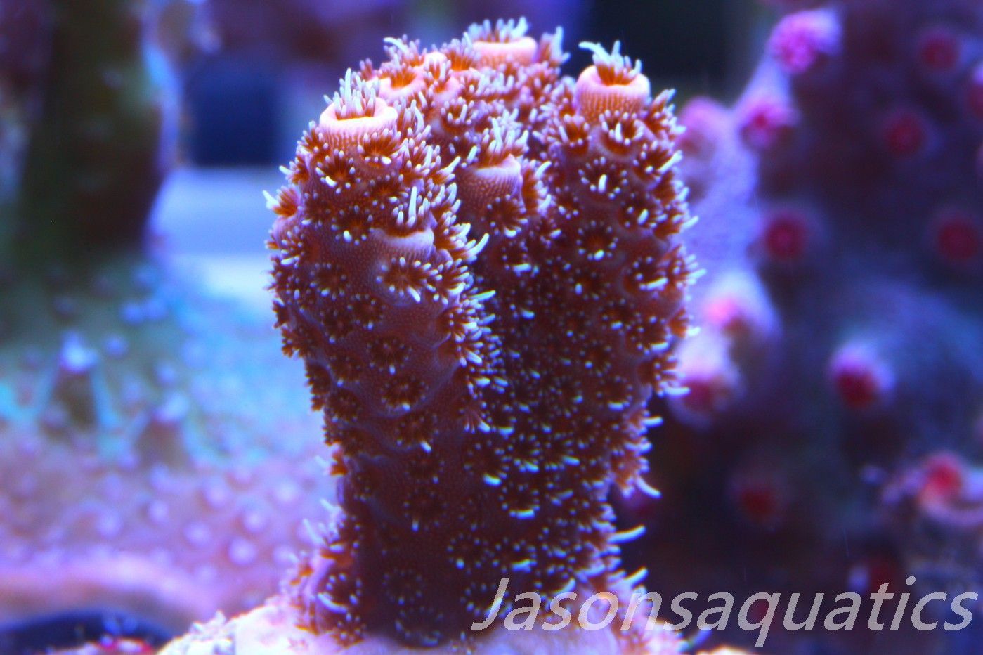 ​Acropora Millipora (Australian) Frag C