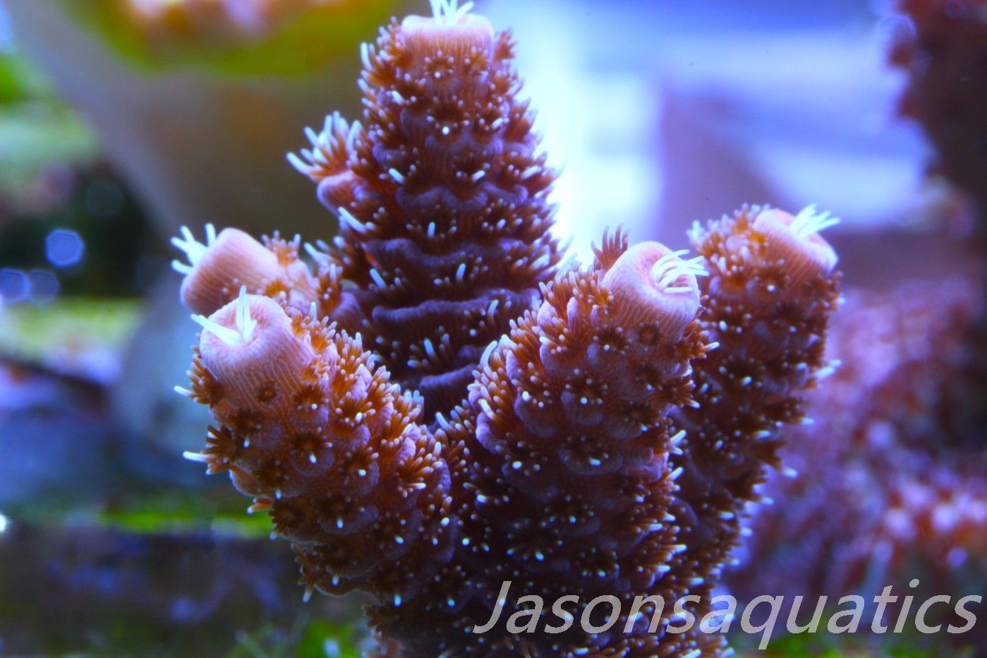 Acropora Millipora (Australian) Frag C Acropora Millipora (Australian) Frag C