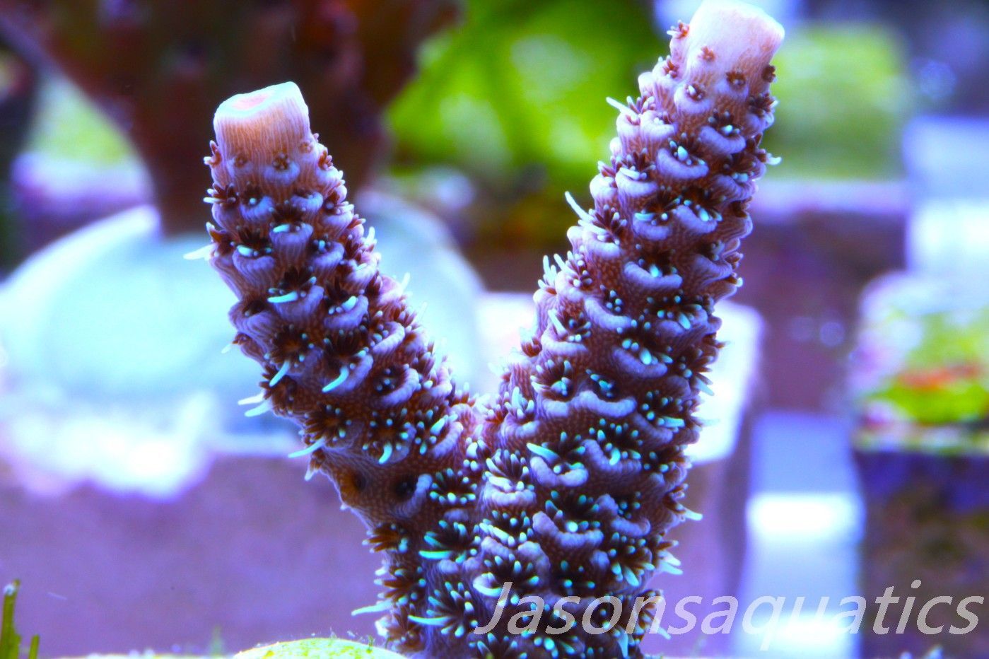 Acropora Millipora (Australian) Frag C Acropora Millipora (Australian) Frag C