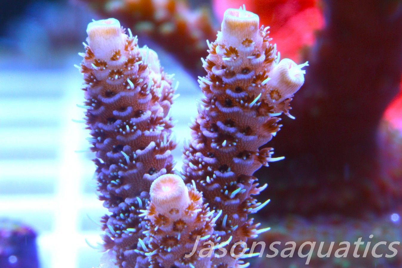 ​Acropora Millipora (Australian) Frag E