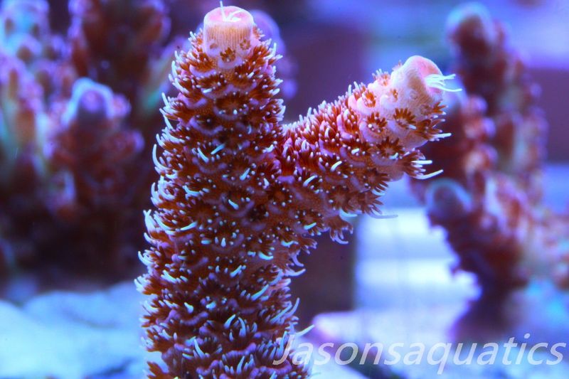 ​Acropora Millipora (Australian) Frag E