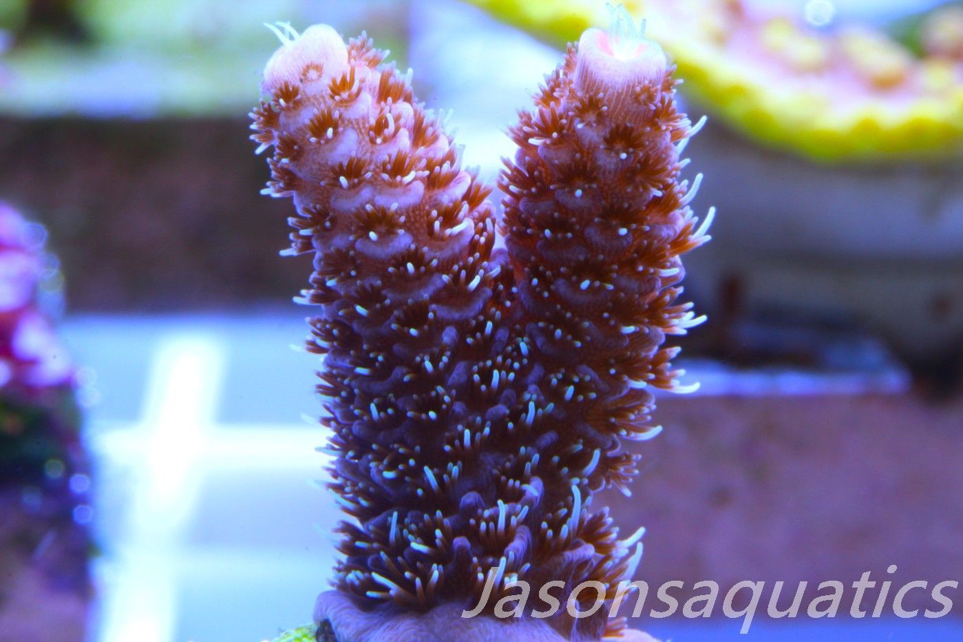 Acropora Millipora (Australian) Frag E Acropora Millipora (Australian) Frag E