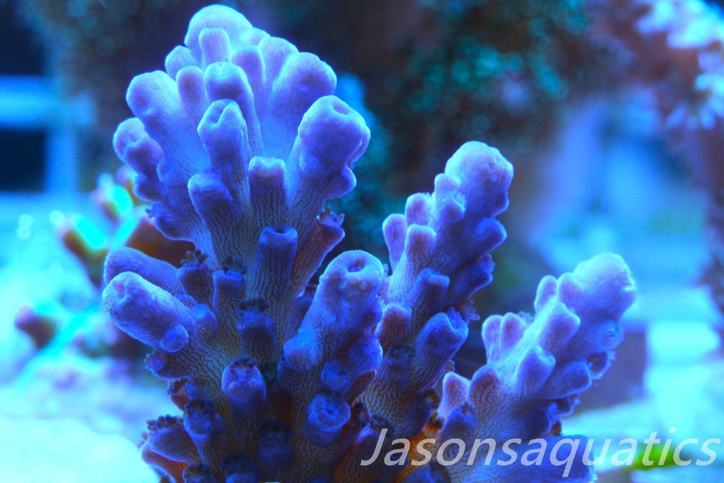 Acropora, Miyagi Tort Frag C