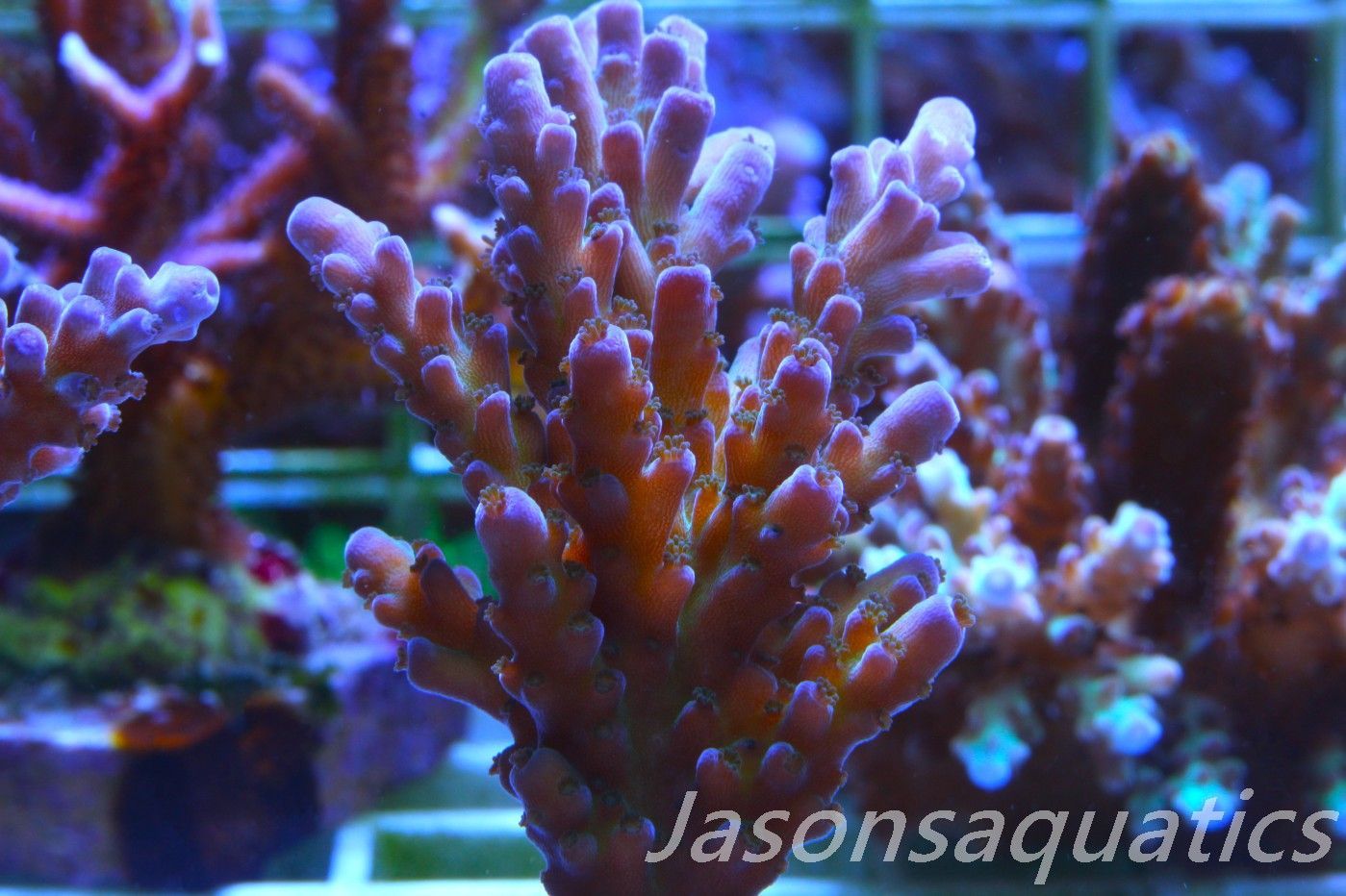 Acropora, Miyagi Tort(LARGE FRAG) Frag C