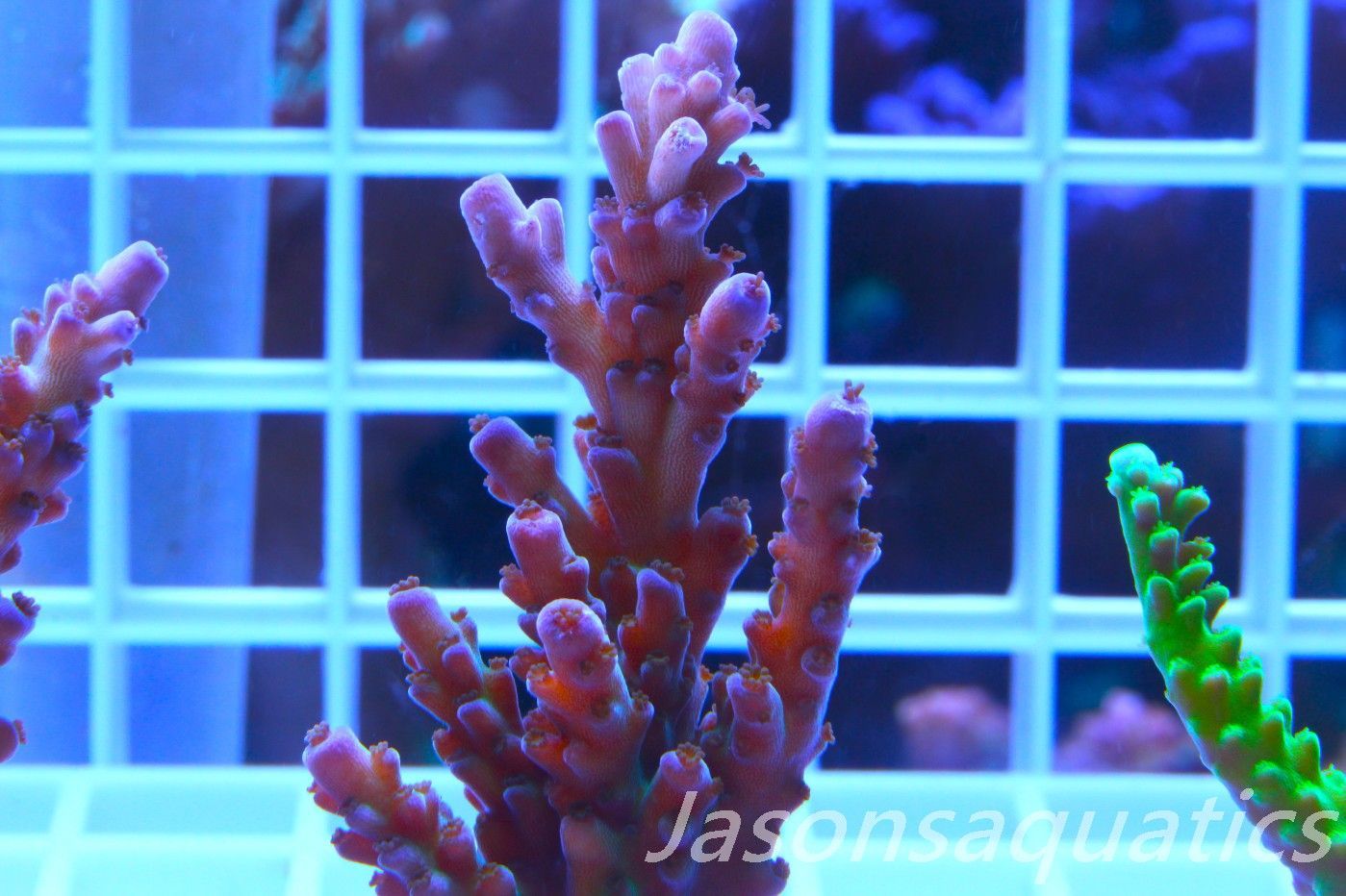 Acropora, Miyagi Tort(LARGE FRAG) Frag C Acropora, Miyagi Tort(LARGE FRAG) Frag C