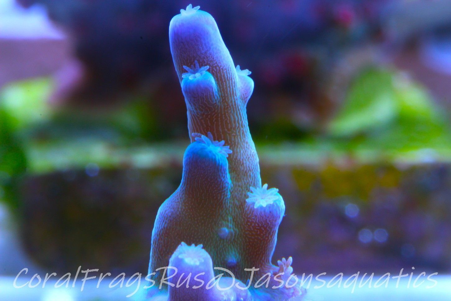 Acropora Oregon Tort Frag B