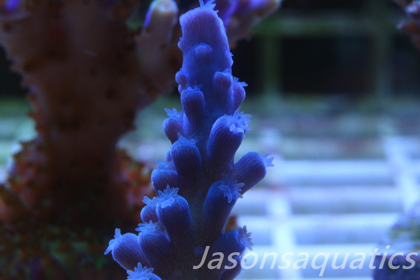 Acropora Oregon Tort Frag B Acropora Oregon Tort Frag B