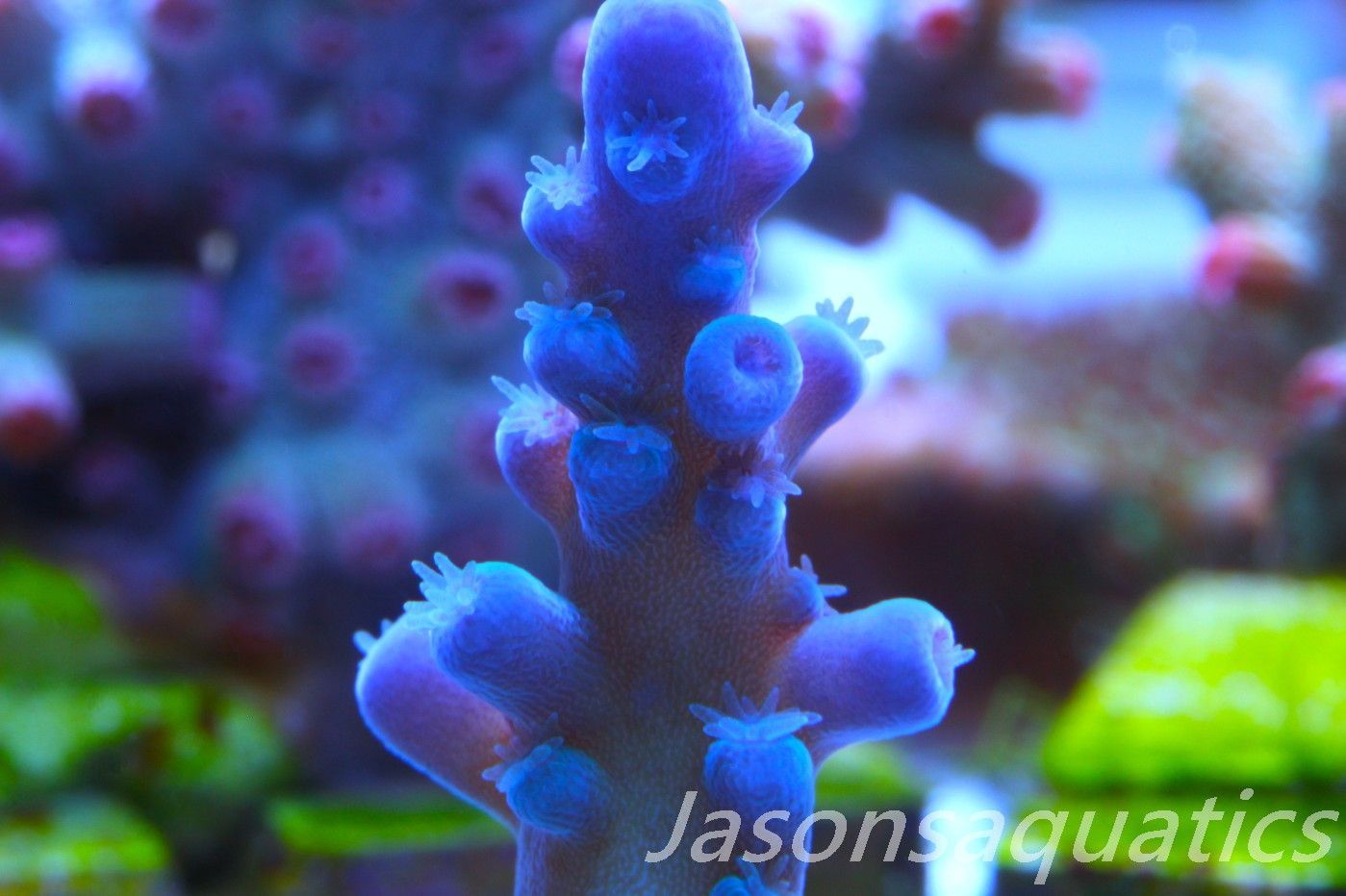 Acropora Oregon Tort Frag B Acropora Oregon Tort Frag B