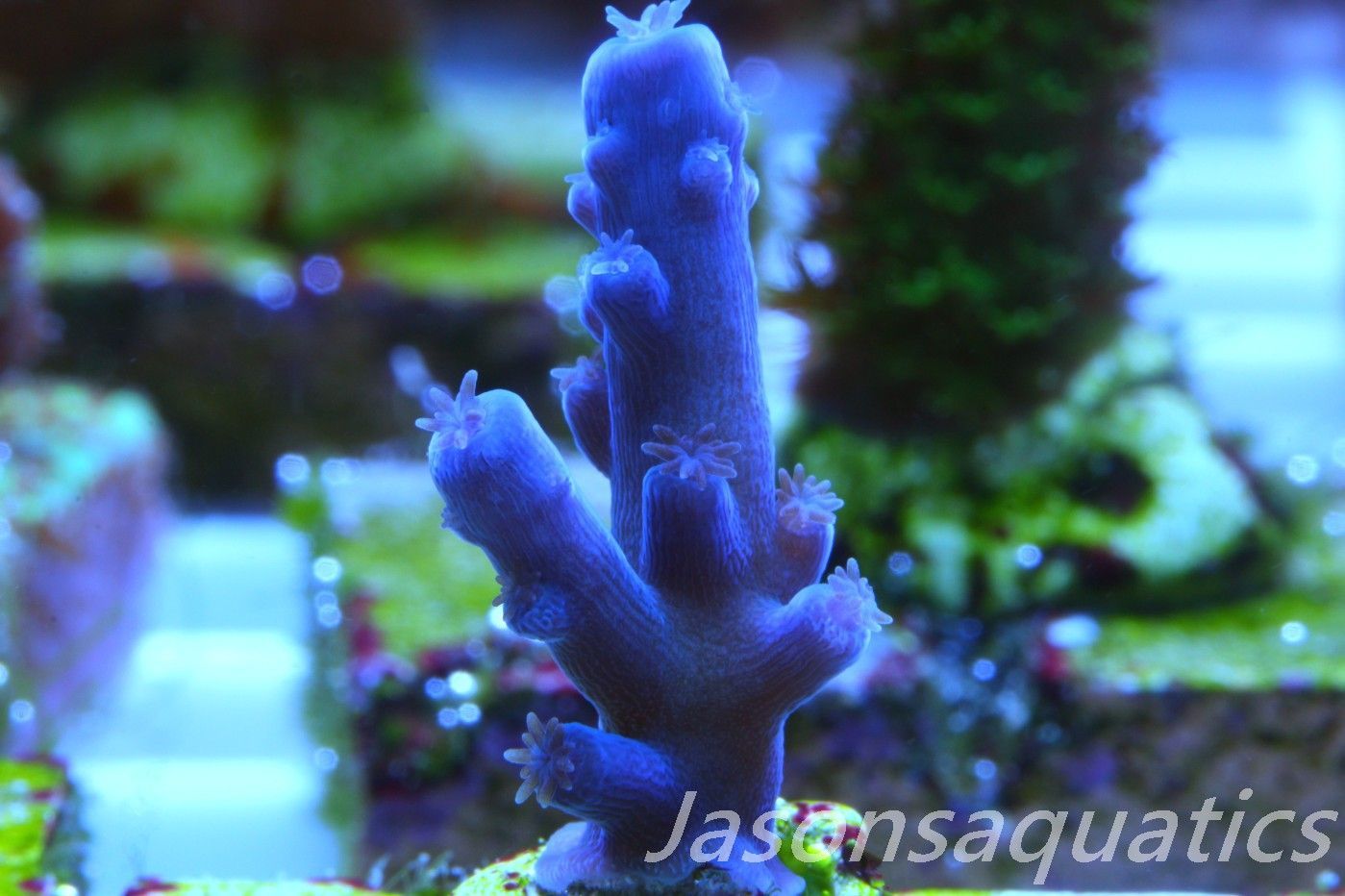 Acropora Oregon Tort Frag B Acropora Oregon Tort Frag B
