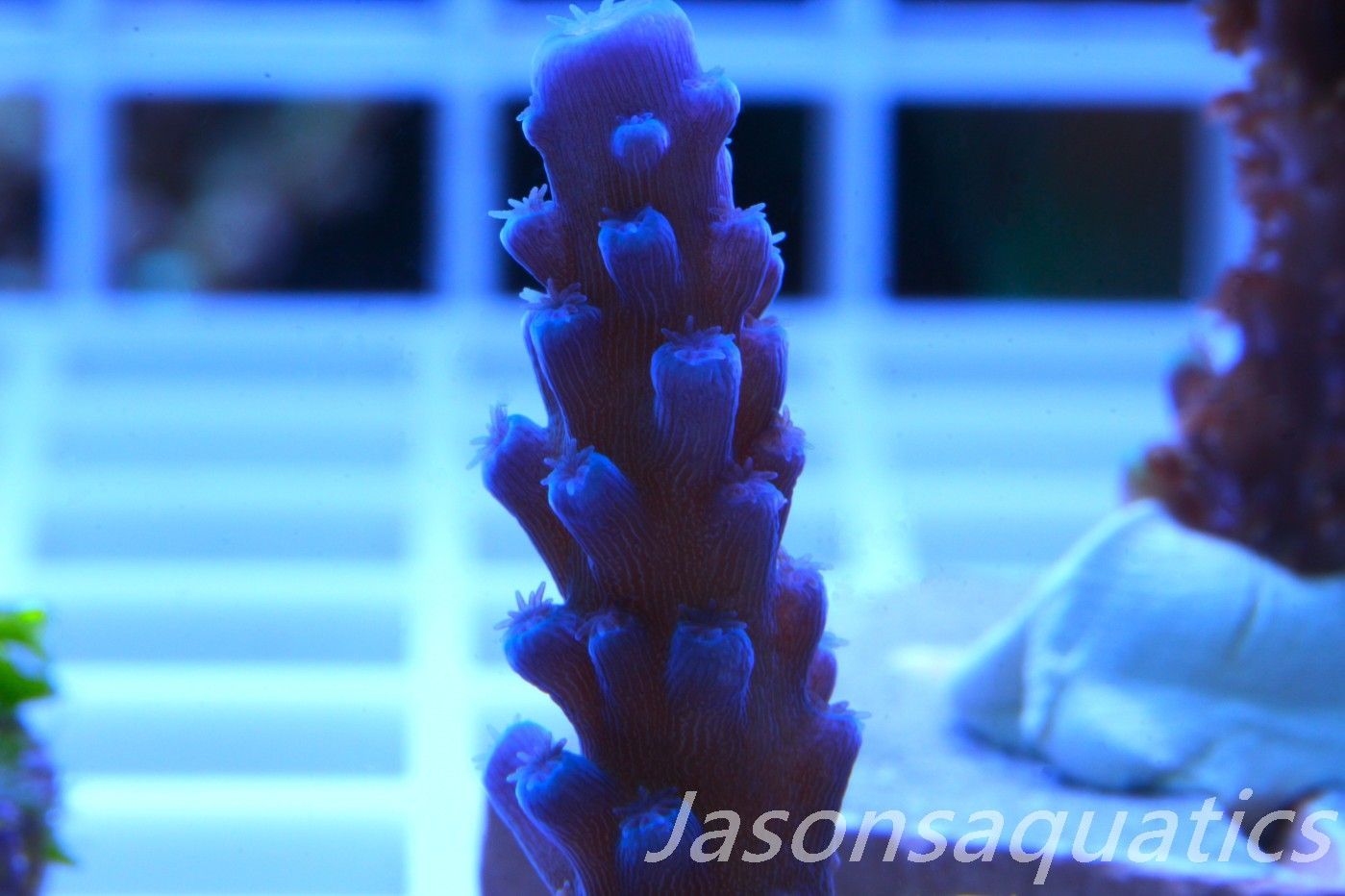 Acropora Oregon Tort Frag B Acropora Oregon Tort Frag B