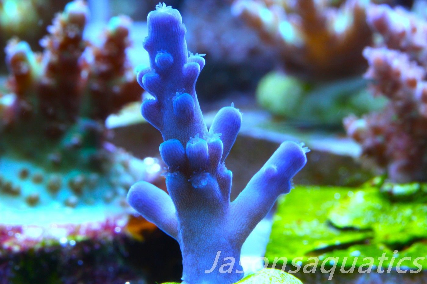 Acropora Oregon Tort Frag B Acropora Oregon Tort Frag B