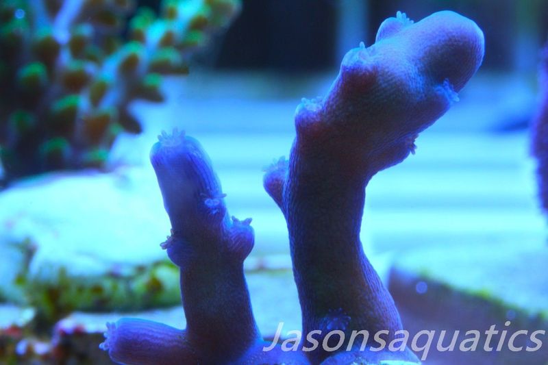 Acropora Oregon Tort Frag E