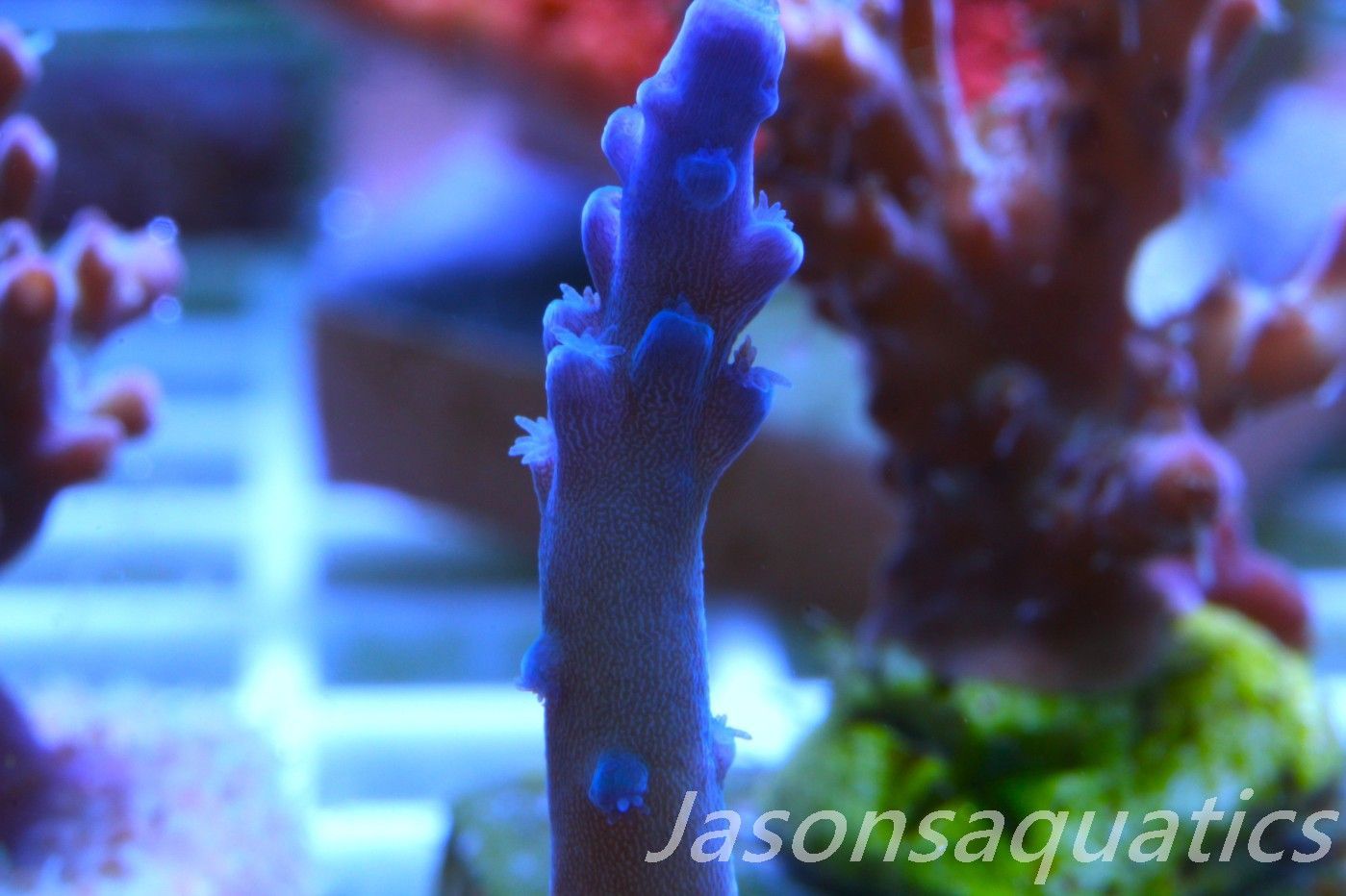 Acropora Oregon Tort Frag E Acropora Oregon Tort Frag E