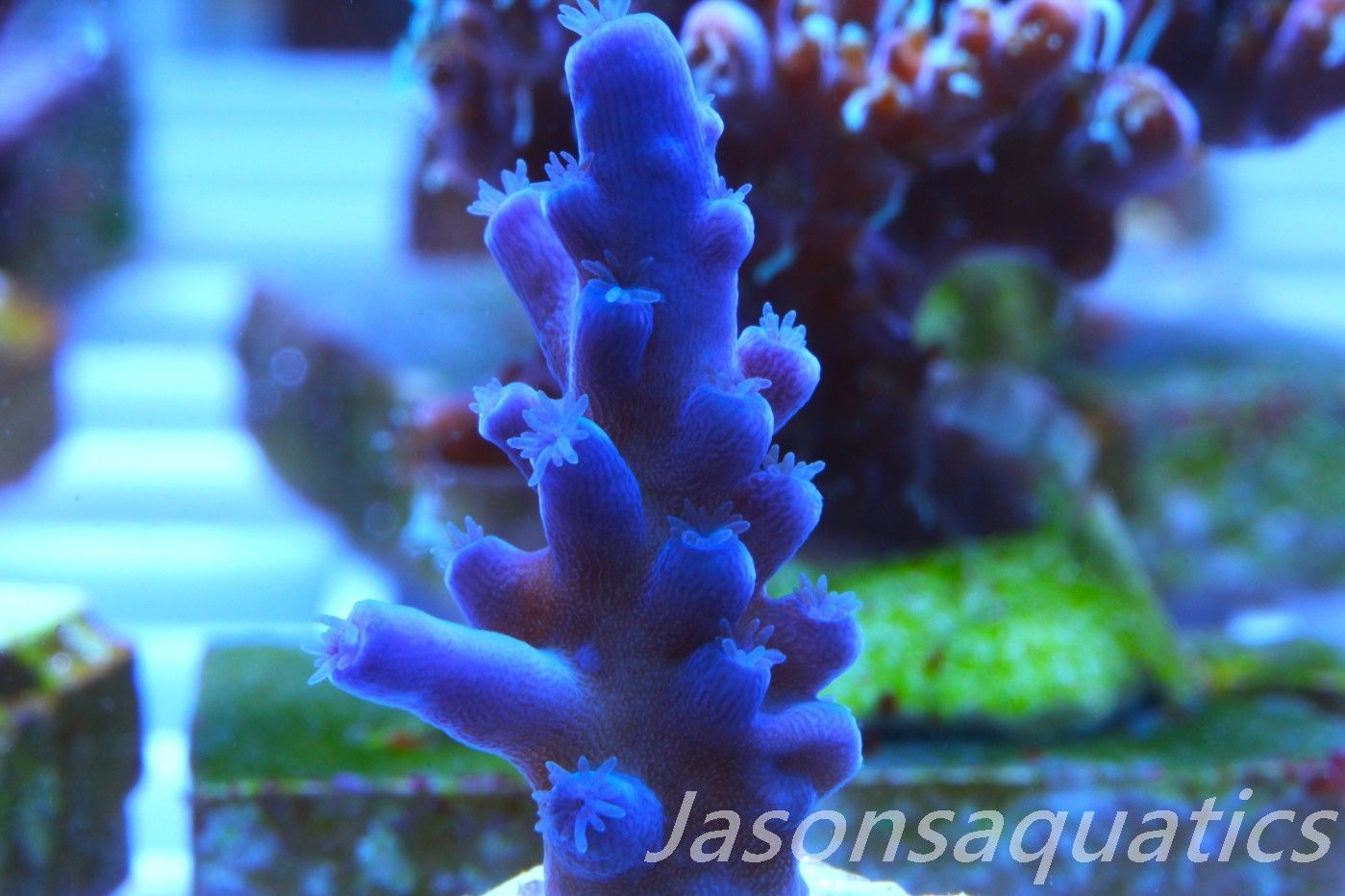 Acropora Oregon Tort Frag E Acropora Oregon Tort Frag E