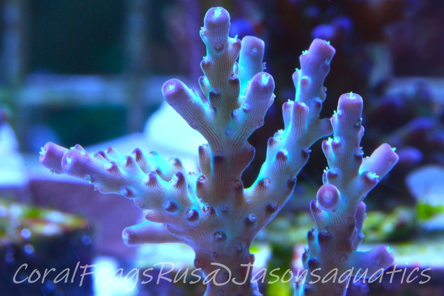 Acropora Pearlberry Frag B Acropora Pearlberry Frag B