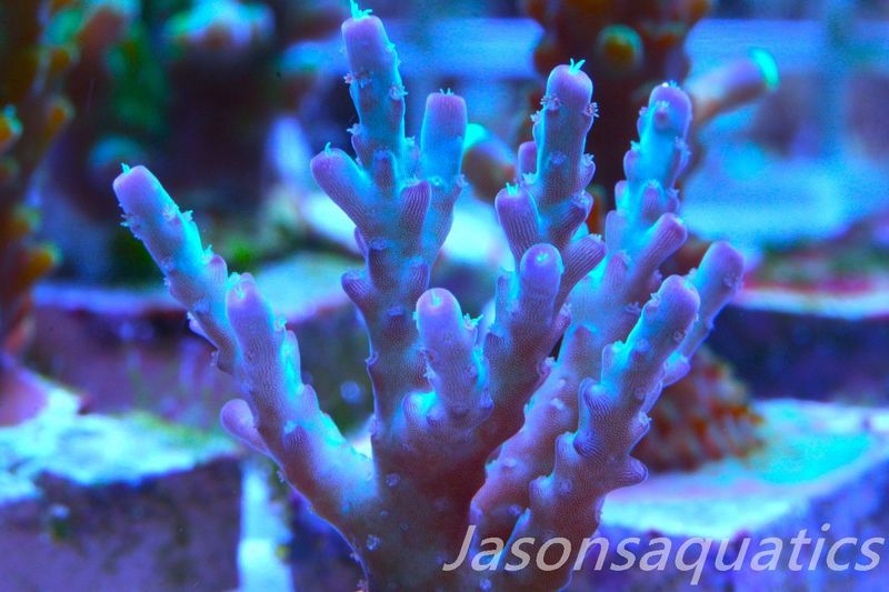 Acropora Pearlberry Frag B