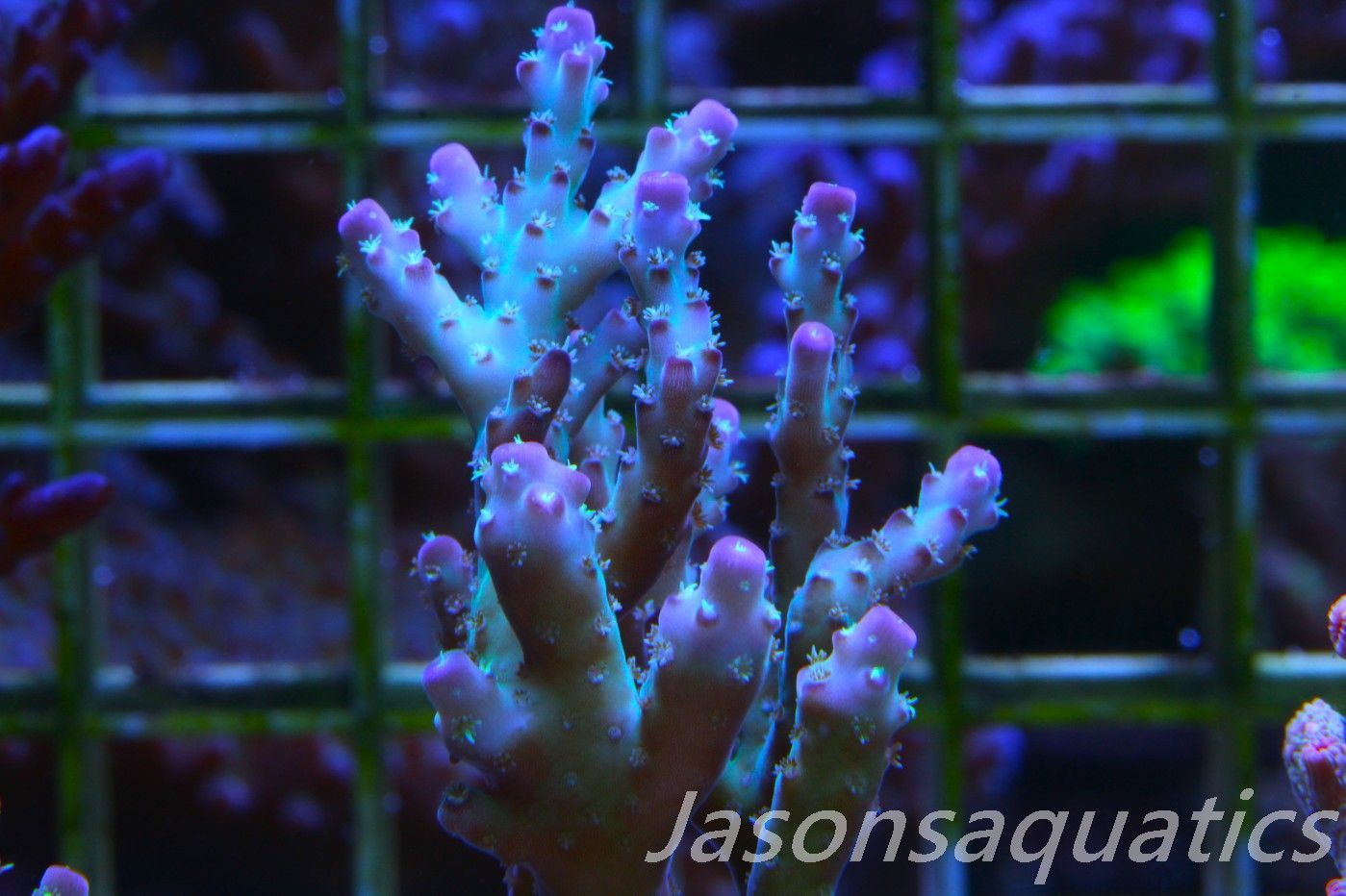 Acropora Pearlberry Frag B Acropora Pearlberry Frag B