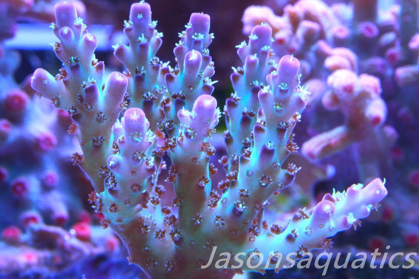 Acropora Pearlberry,Good size Frag, Frag B