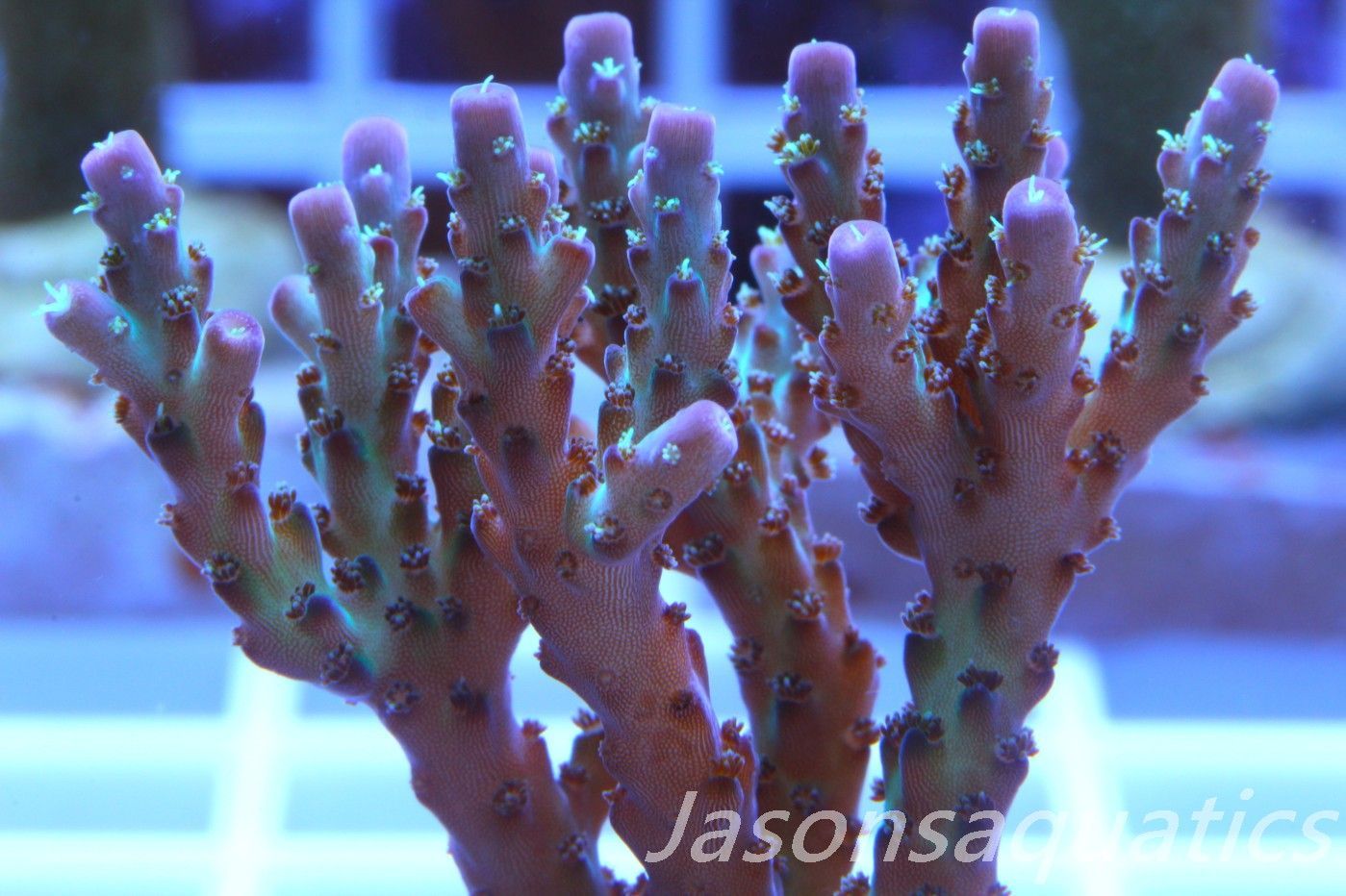 Acropora Pearlberry,Good size Frag, Frag B Acropora Pearlberry,Good size Frag, Frag B