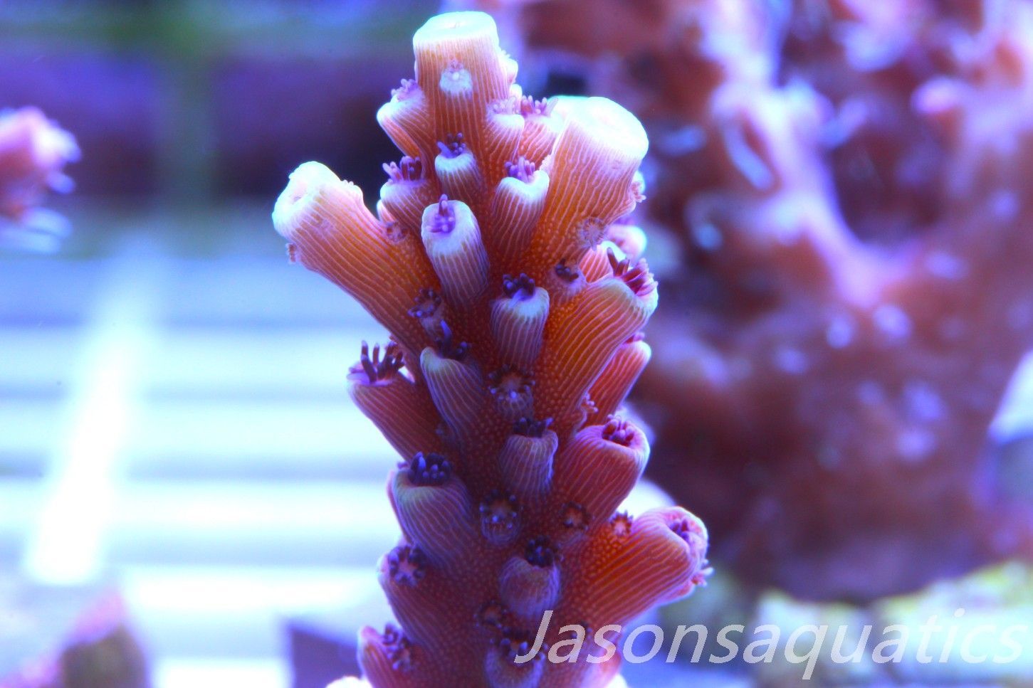 Acropora Pink Cadillac Frag B Acropora Pink Cadillac Frag B