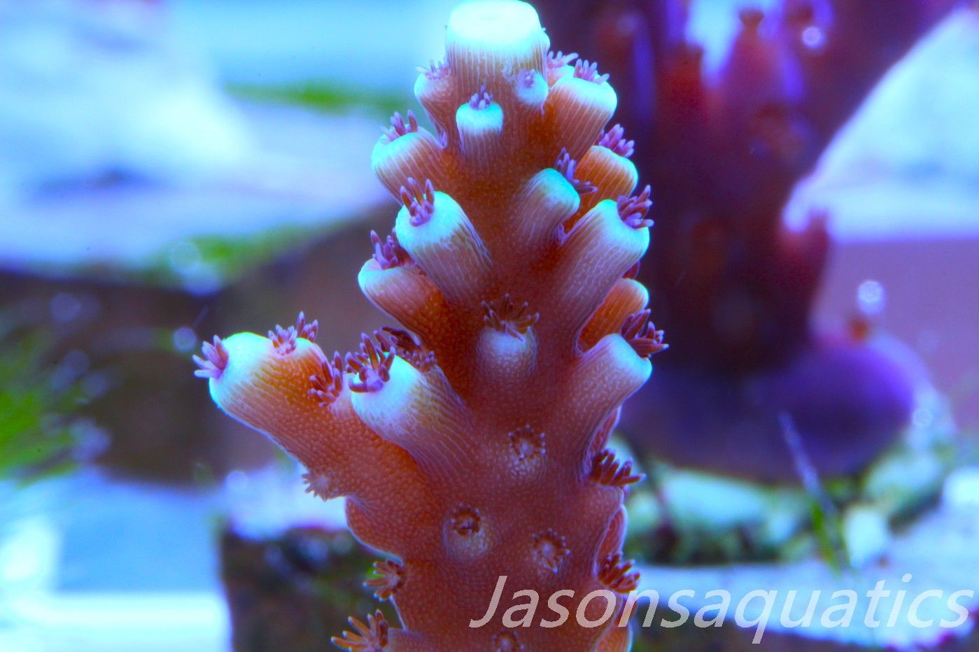 Acropora Pink Cadillac Frag B Acropora Pink Cadillac Frag B