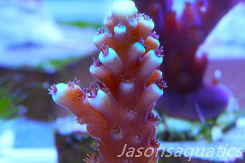 Acropora Pink Cadillac Frag B