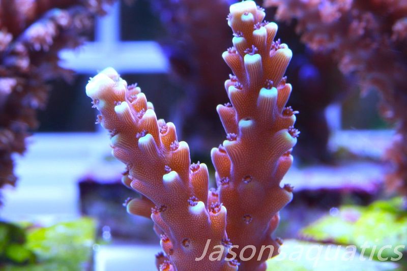 Acropora Pink Cadillac Frag B