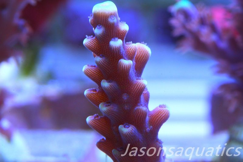 Acropora Pink Cadillac Frag D