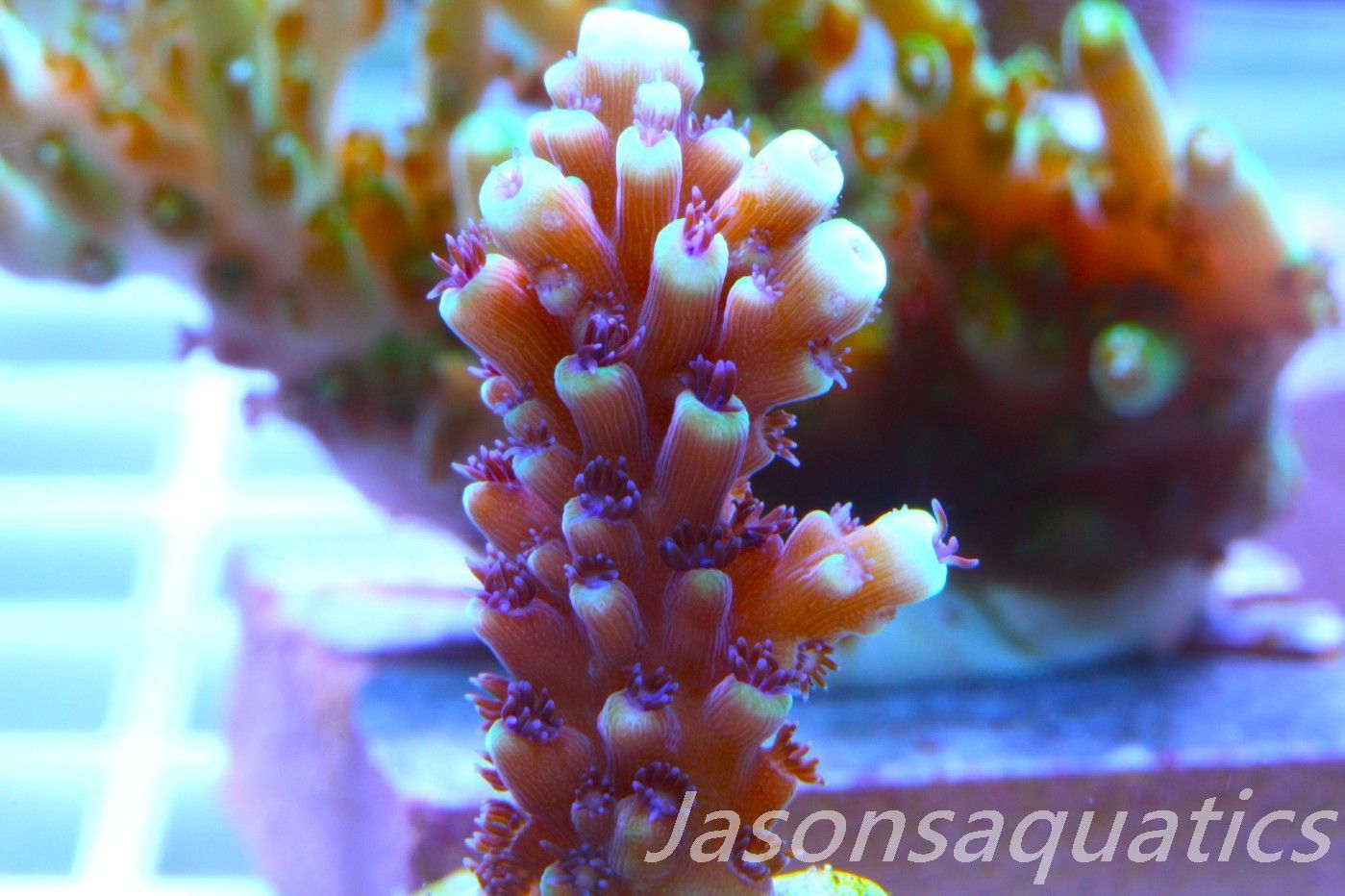 Acropora Pink Cadillac Frag D Acropora Pink Cadillac Frag D