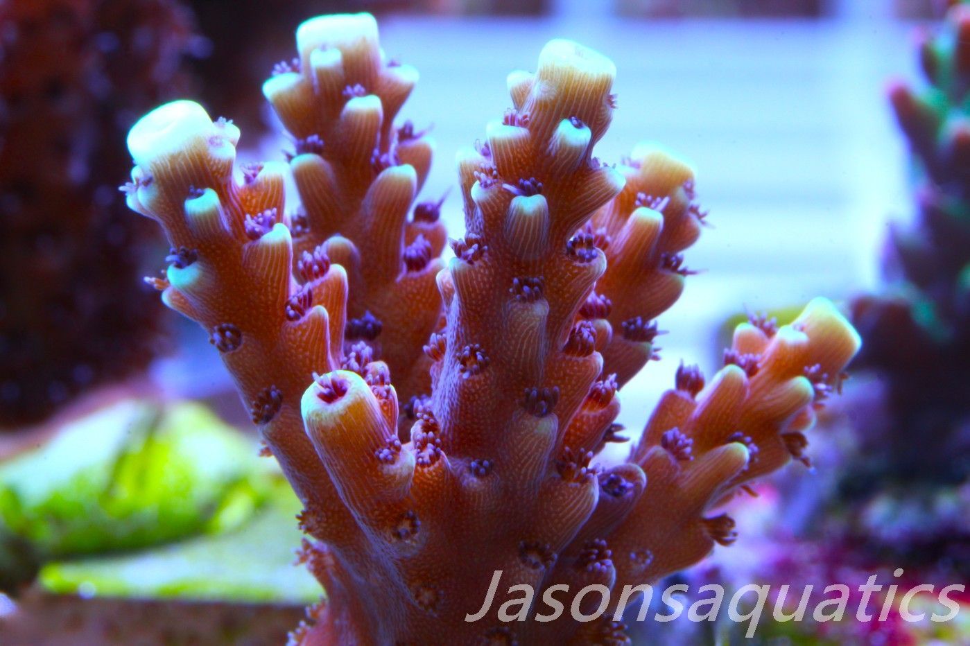 Acropora Pink Cadillac Frag D