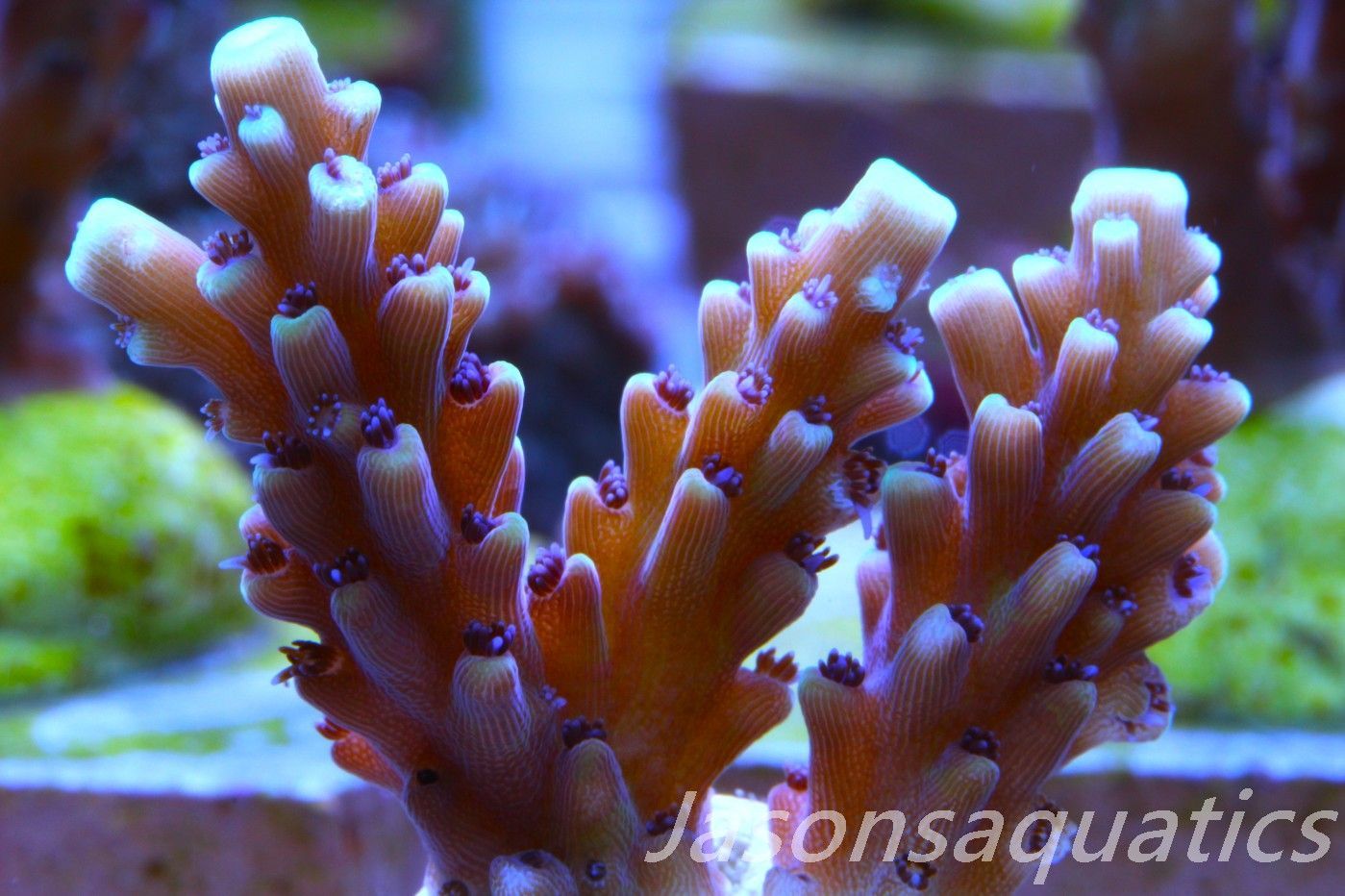 Acropora Pink Cadillac Frag D Acropora Pink Cadillac Frag D