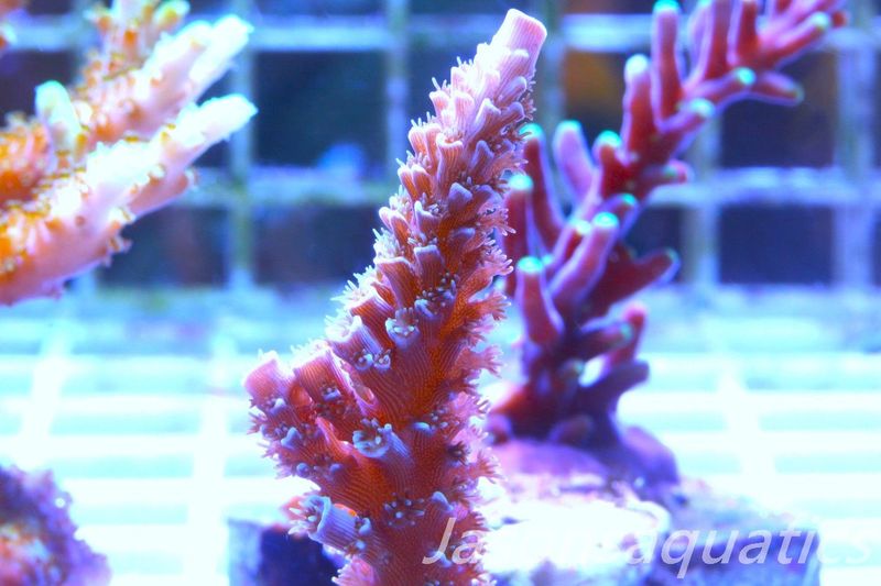 Acropora Pink Tenuis Frag E