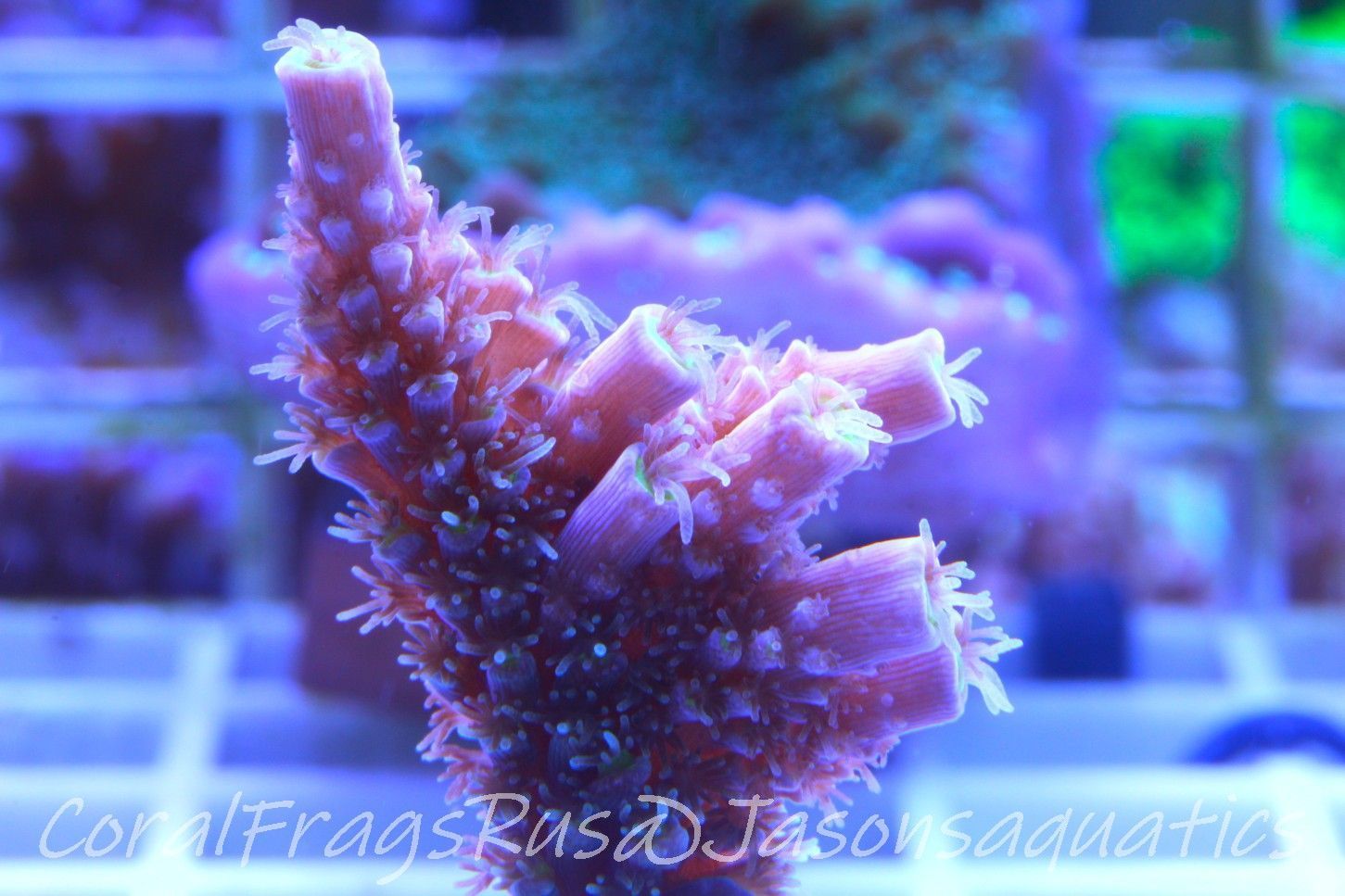 Acropora, Pink Tips with Dayglow Inner Coralites Frag B