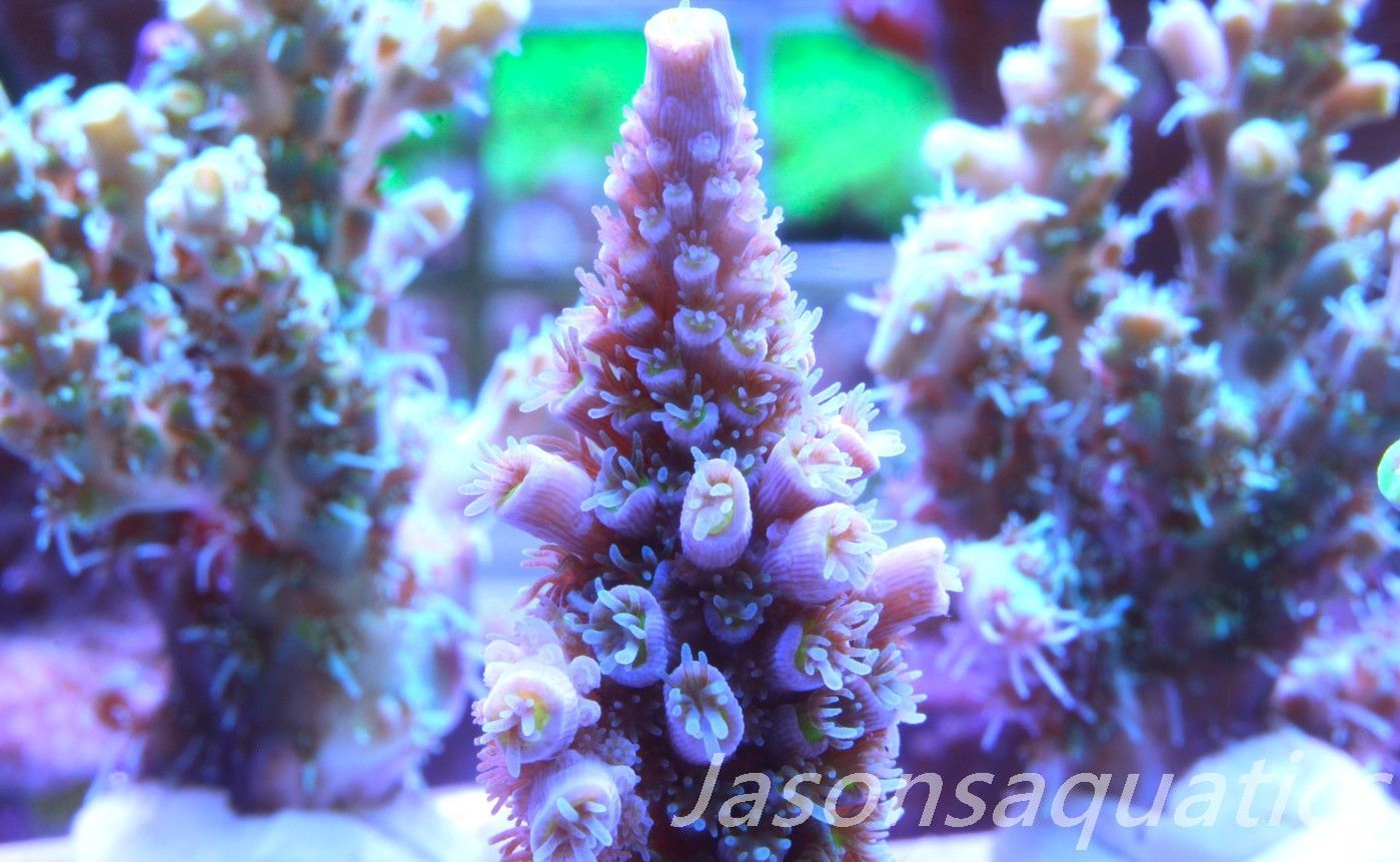 Acropora, Pink Tips with Dayglow Inner Coralites Frag B Acropora, Pink Tips with Dayglow Inner Coralites Frag B