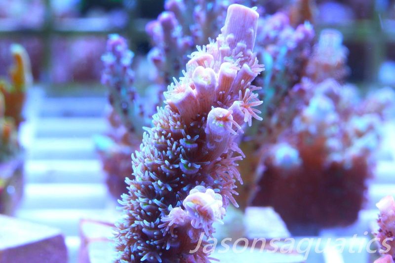 Acropora, Pink Tips with Dayglow Inner Coralites Frag B