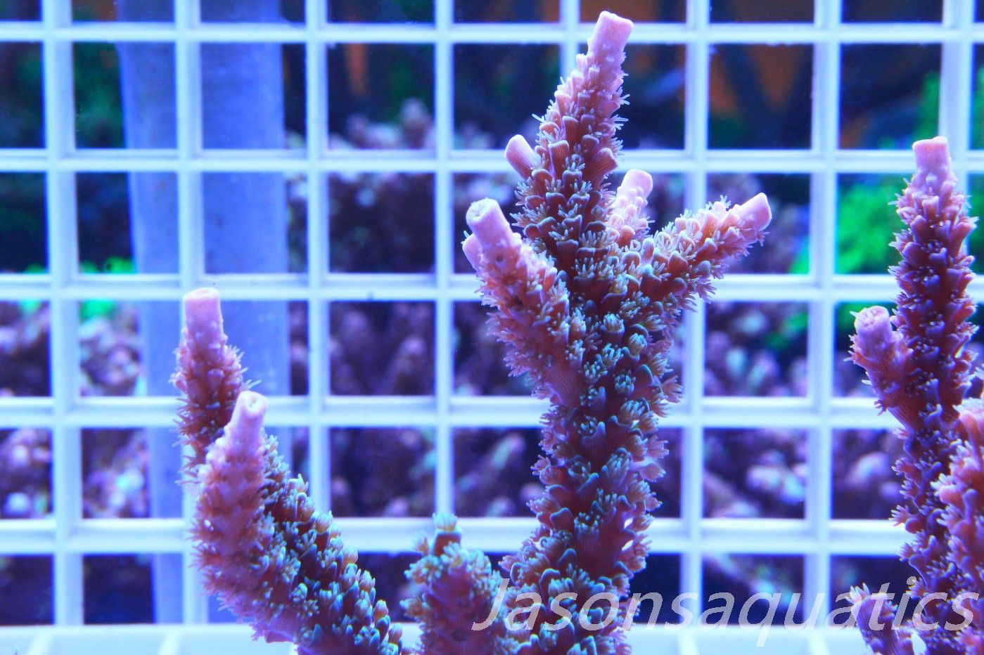 Acropora, JA Luigi Hoeksamai.Pink Tips with Dayglow Inner Corallites (Micro Colony) Frag B Acropora, JA Luigi Hoeksamai.Pink Tips with Dayglow Inner Corallites (Micro Colony) Frag B
