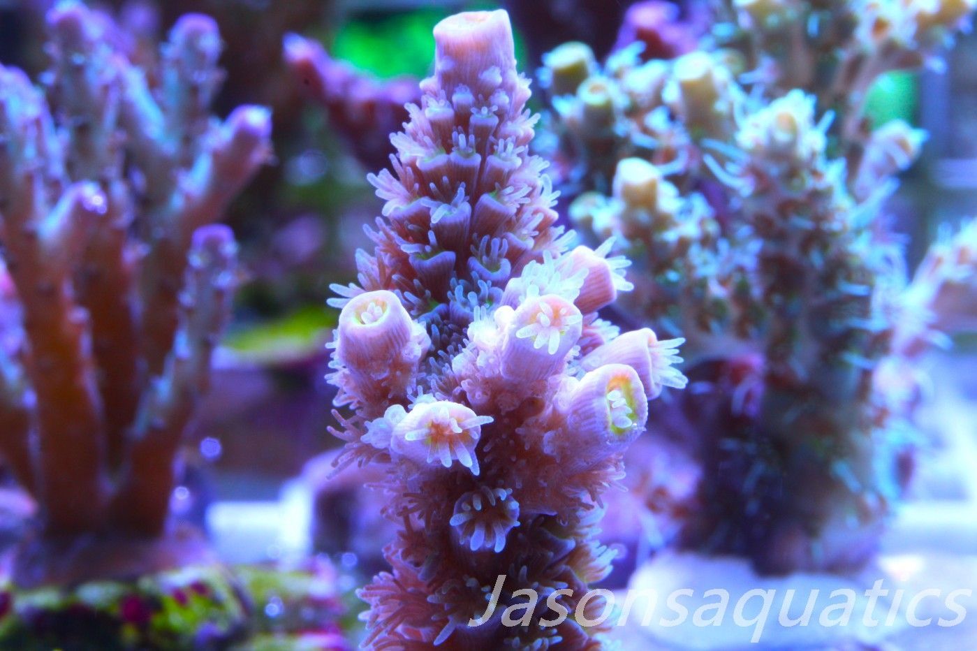 Acropora, Pink Tips with Dayglow Inner Coralites Frag C