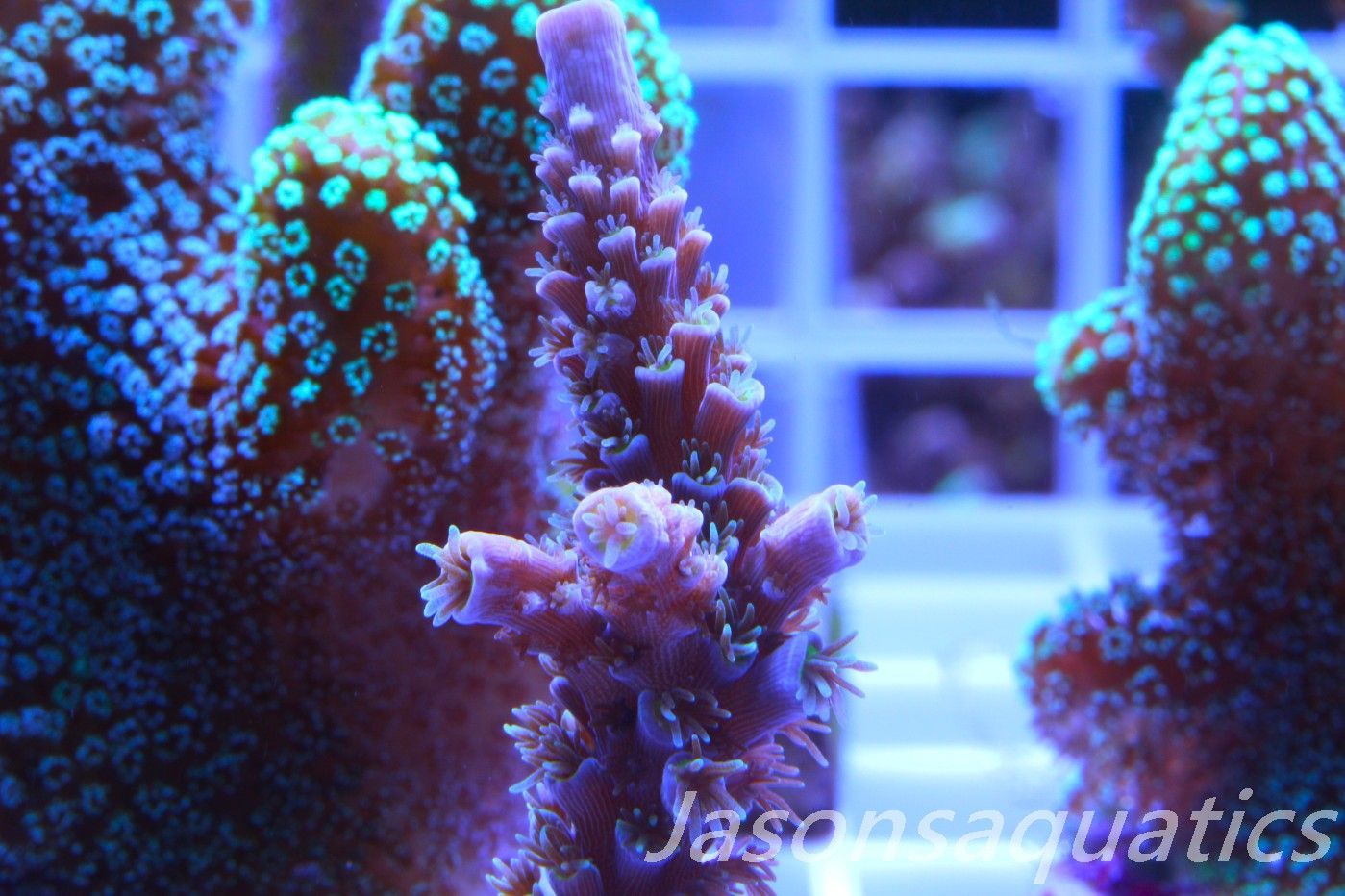 Acropora, Pink Tips with Dayglow Inner Coralites Frag C Acropora, Pink Tips with Dayglow Inner Coralites Frag C