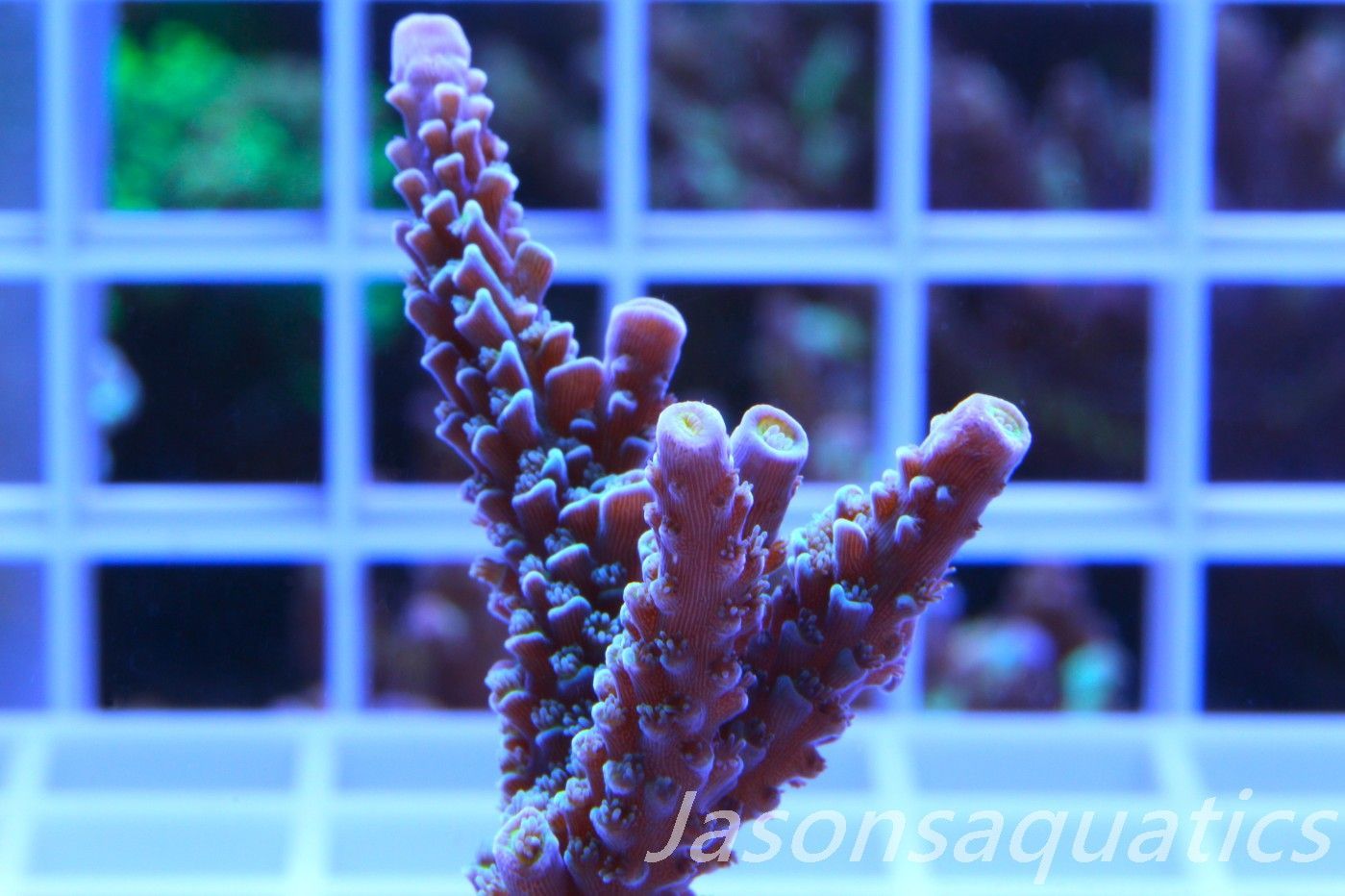 Acropora, JA Luigi Hoeksamai.Pink Tips with Dayglow Inner Corallites Frag C Acropora, JA Luigi Hoeksamai.Pink Tips with Dayglow Inner Corallites Frag C