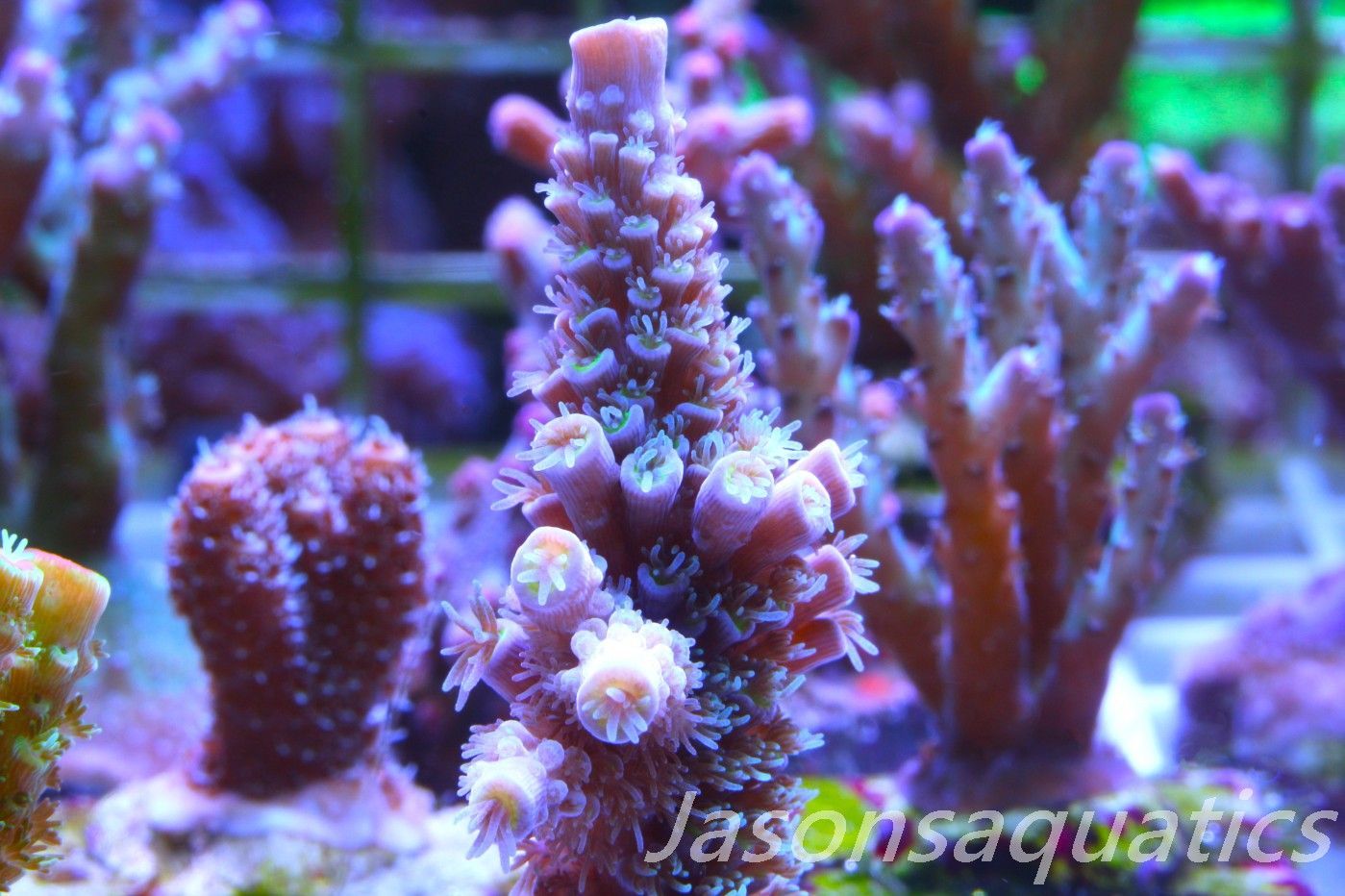 Acropora, Pink Tips with Dayglow Inner Coralites Frag D Acropora, Pink Tips with Dayglow Inner Coralites Frag D