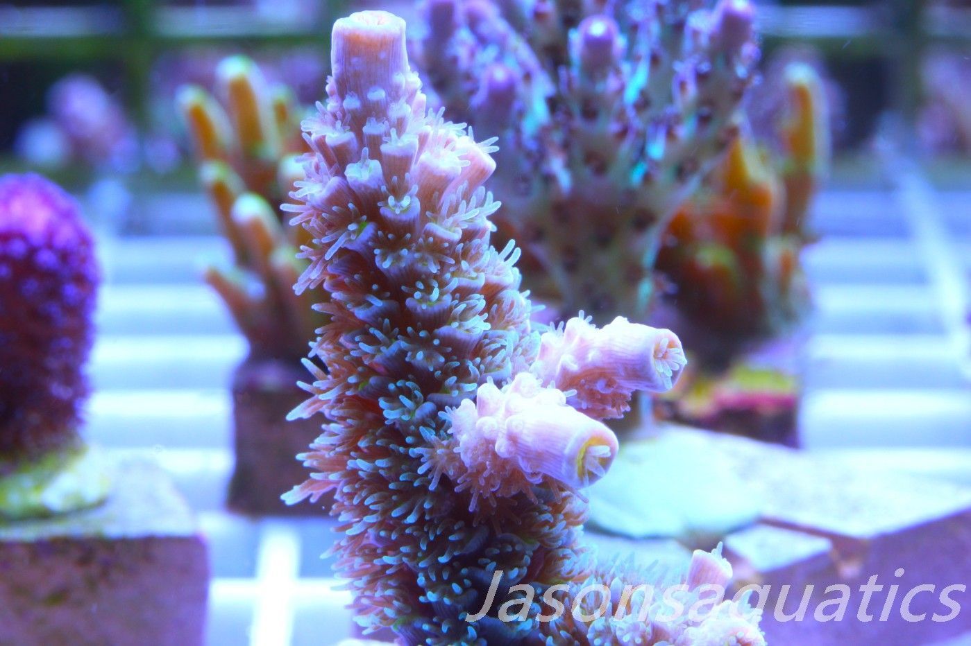 Acropora, Pink Tips with Dayglow Inner Coralites Frag D Acropora, Pink Tips with Dayglow Inner Coralites Frag D