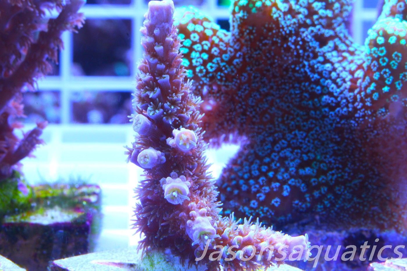Acropora, Pink Tips with Dayglow Inner Coralites Frag D Acropora, Pink Tips with Dayglow Inner Coralites Frag D
