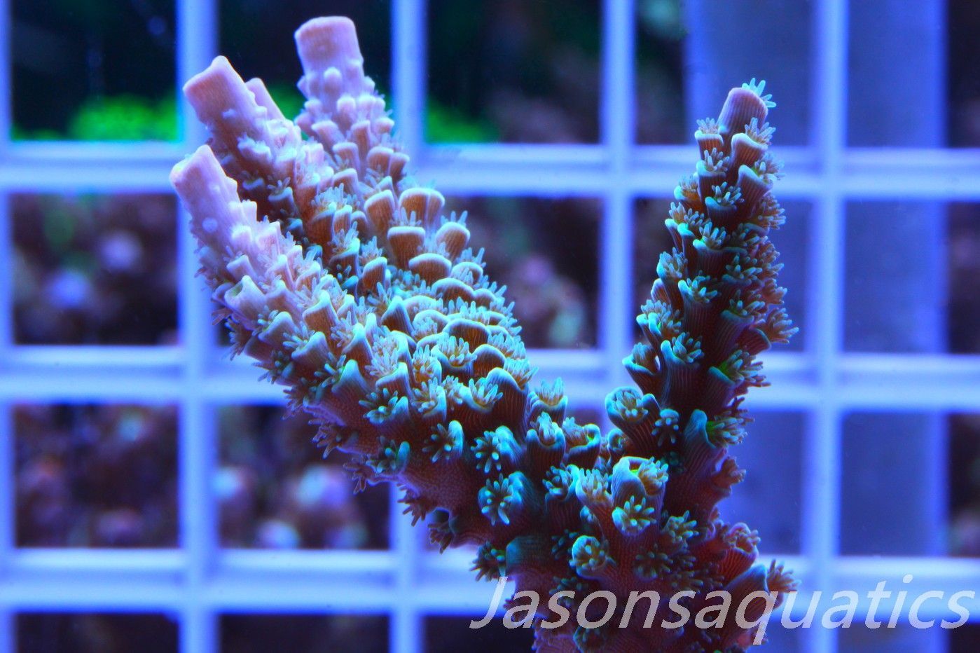 Acropora, JA Luigi Hoeksamai.Pink Tips with Dayglow Inner Corallites (Large Frag) Frag D Acropora, JA Luigi Hoeksamai.Pink Tips with Dayglow Inner Corallites (Large Frag) Frag D